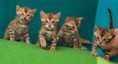 /album/fotogaleria-gatitos/a11-jpg1/