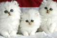 /album/fotogaleria-gatitos/a13-jpg/