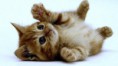 /album/fotogaleria-gatitos/a14-jpg/