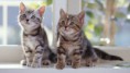 /album/fotogaleria-gatitos/a15-jpg/